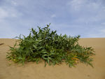 沙漠中的沙芥绿草植物