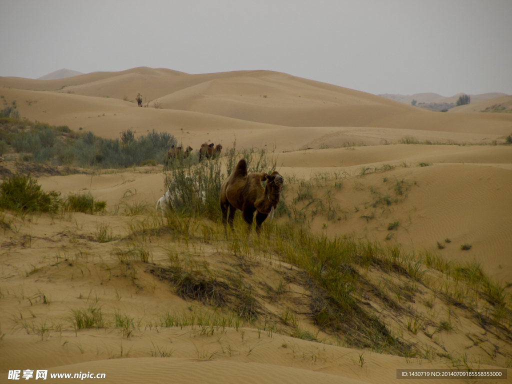 沙漠中的野骆驼