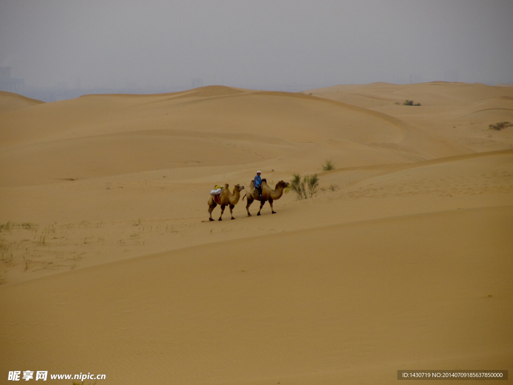 沙漠中远行的驼队