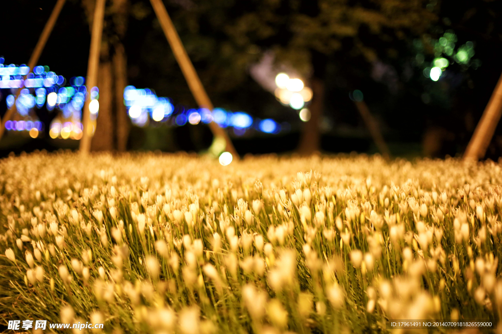 植物园夜色