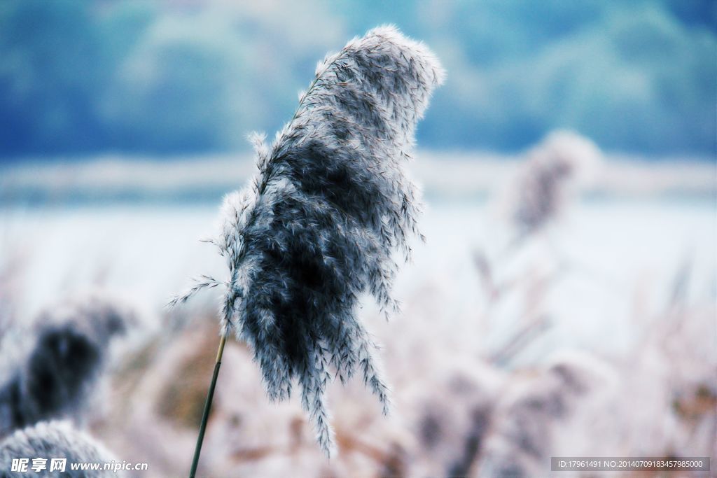 风中芦苇