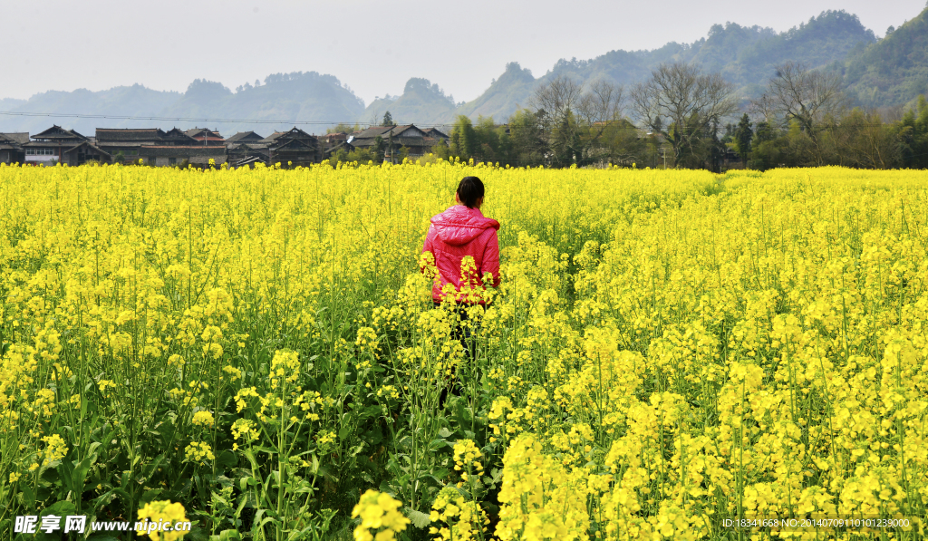 油菜花开