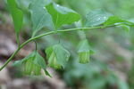 长白山野花
