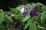 长白山野花