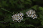 长白山野花
