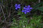 长白山野花