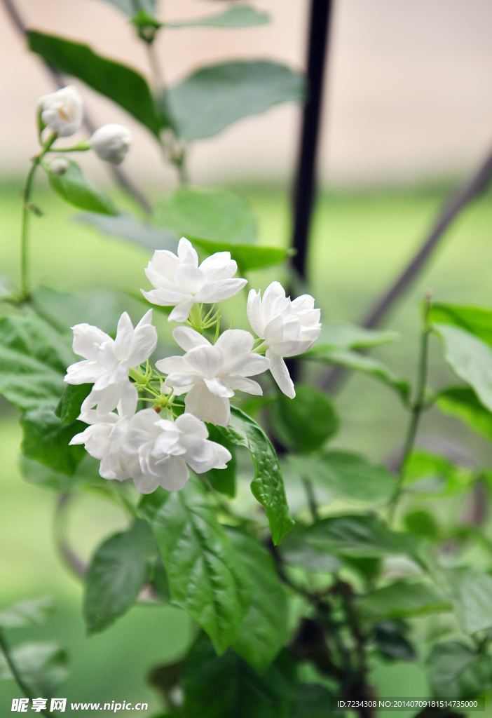 茉莉花