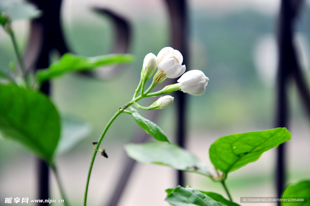 茉莉花