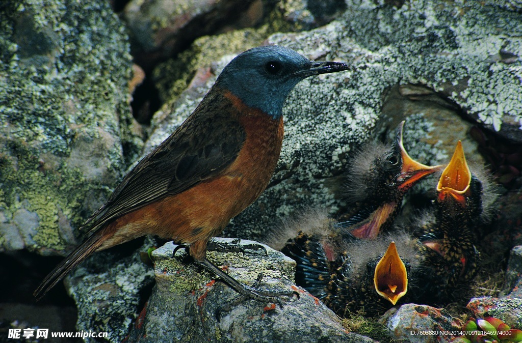 小鸟喂食 母子情深
