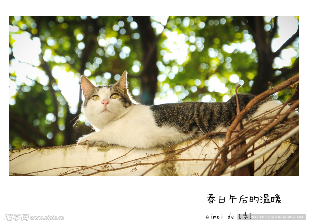 猫