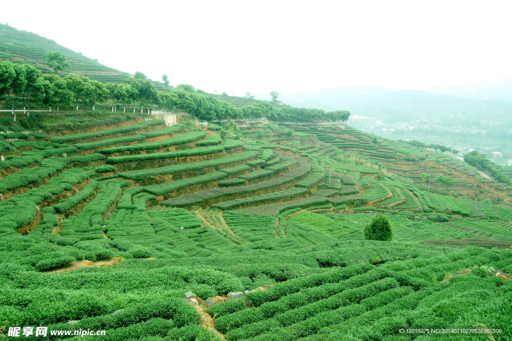 茶山