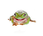 青蛙