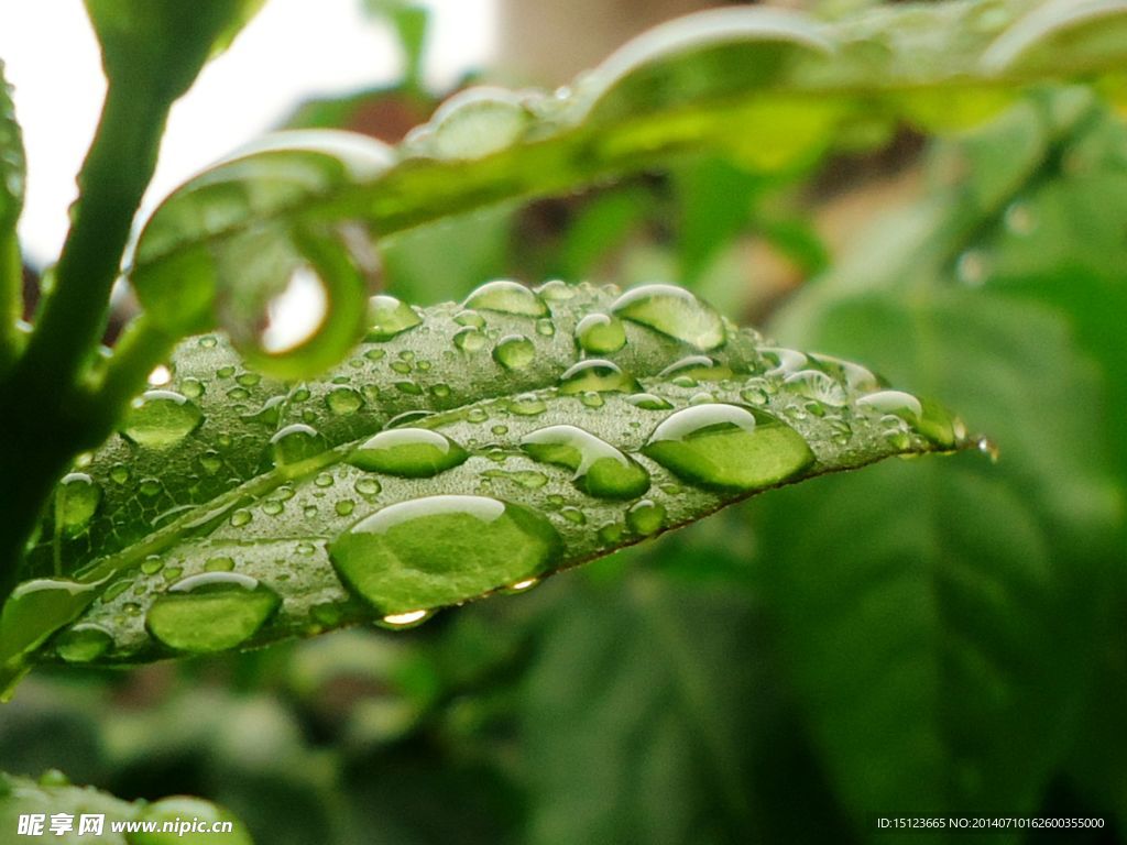 雨中树叶