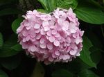 绣球花
