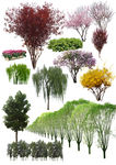 园林植物素材