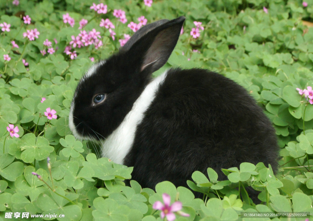 恋花的荷兰兔