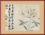 百合