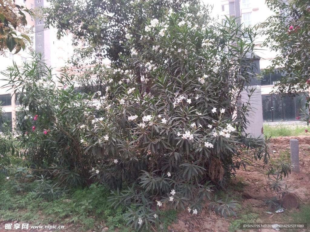 霸王树开花