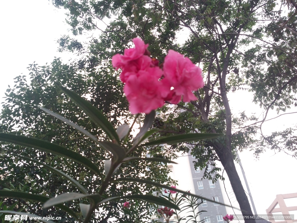 霸王树开花