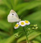 蝶恋花