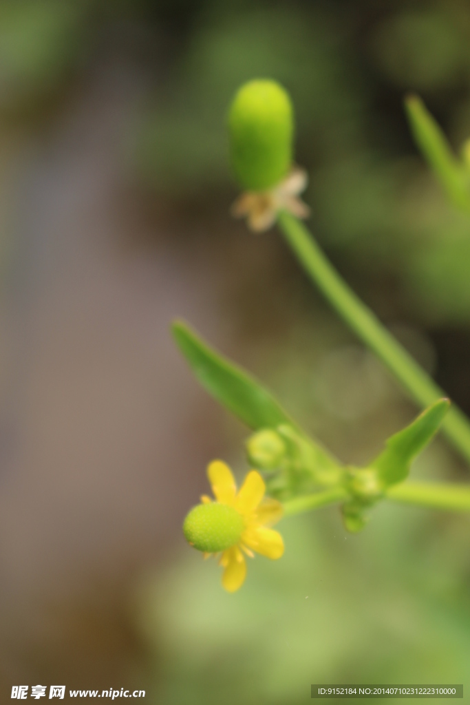 野生植物