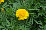 黄色金盏花