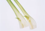 蔬菜