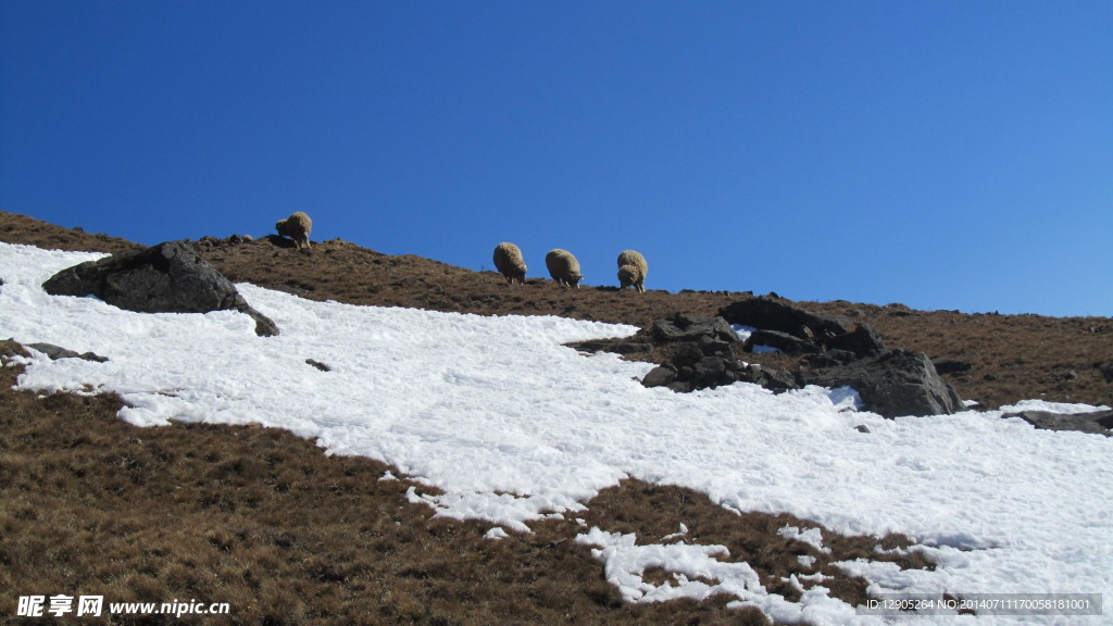 会泽大海草山的雪