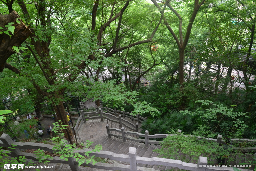 绿色植物的登山道