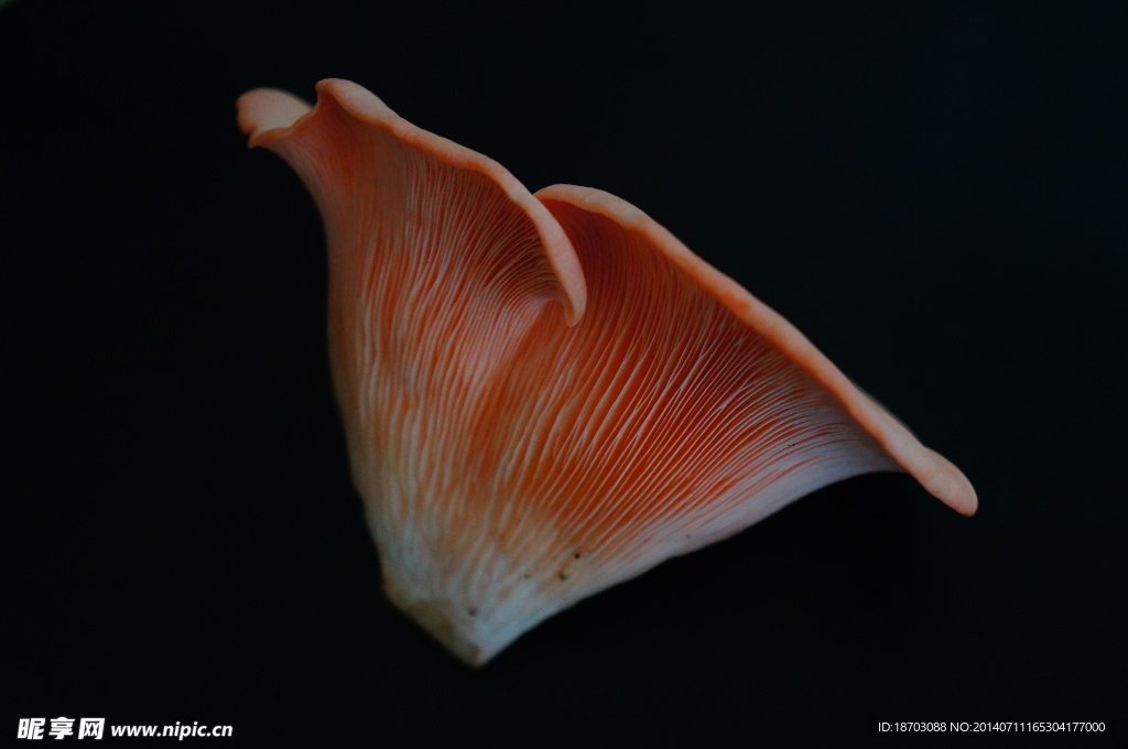粉嫩嫩的桃红平菇