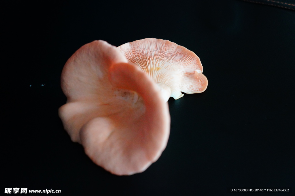 桃红平菇