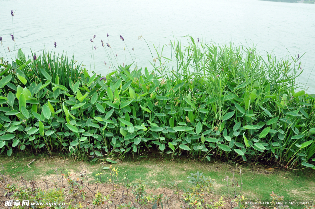 徐州金龙湖景区旁草丛