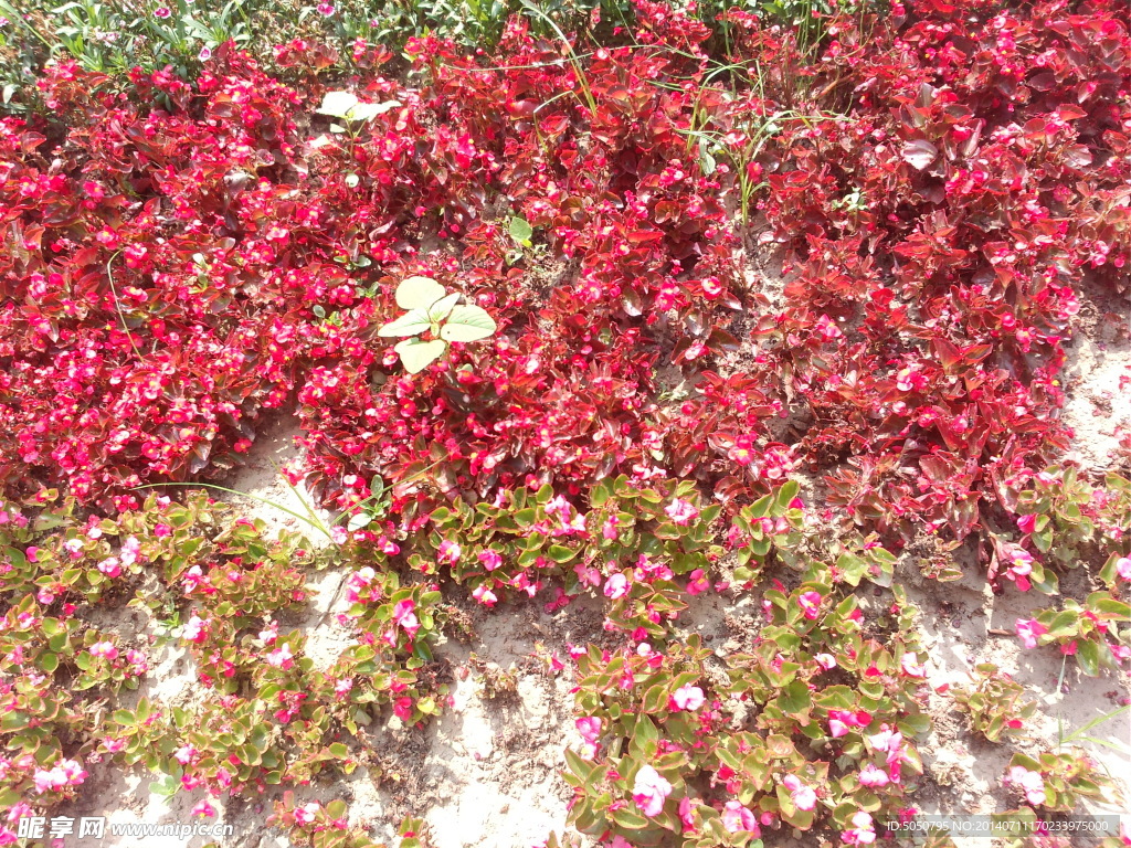 盆栽小花