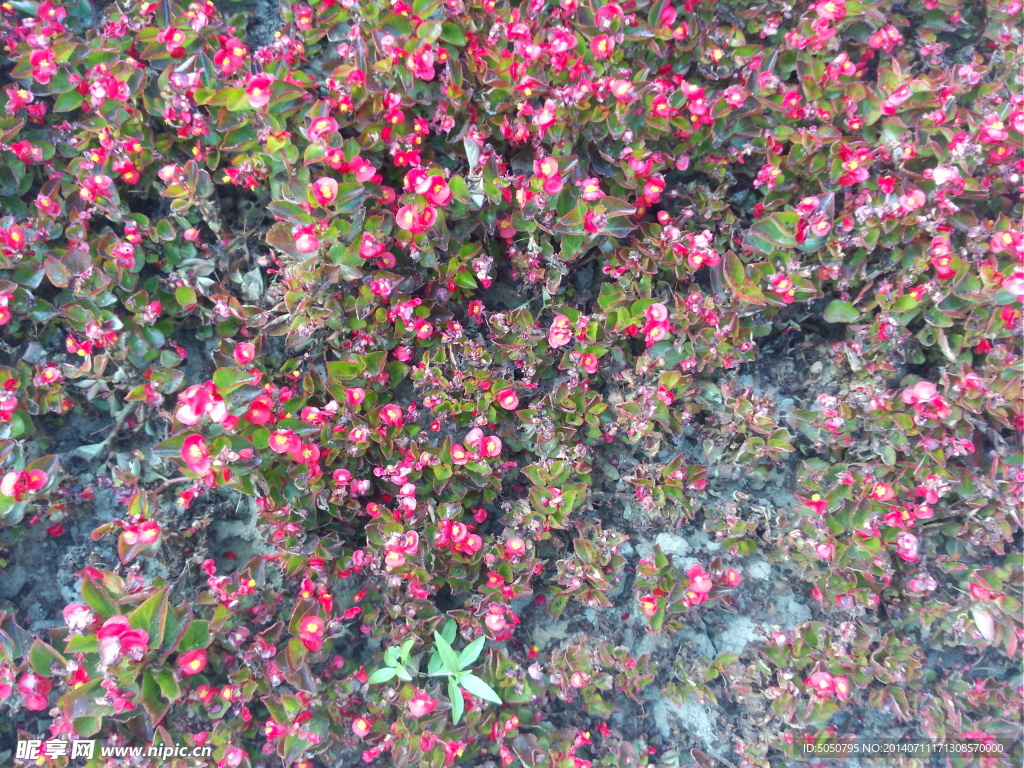盆栽小花