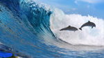 海豚冲浪