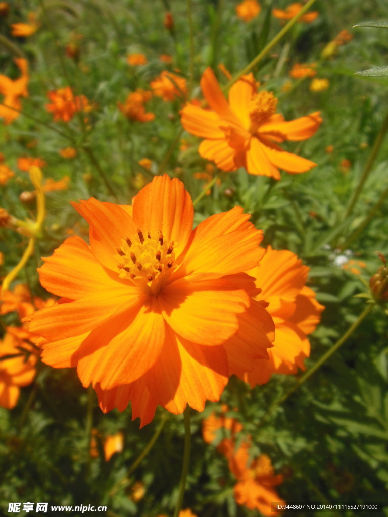 硫华菊