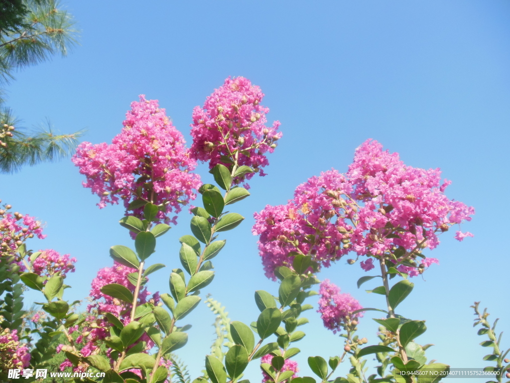 紫薇花