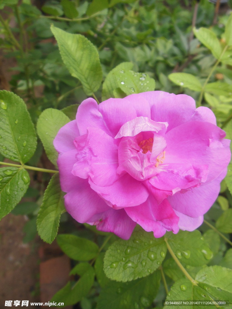 粉色玫瑰花