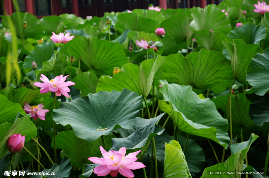 荷花池