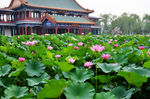 荷花池