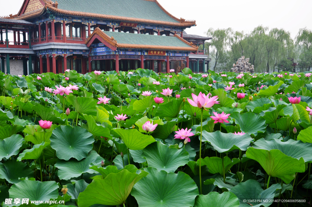 荷花池