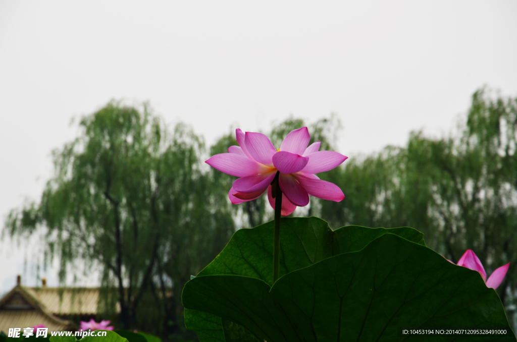 荷花