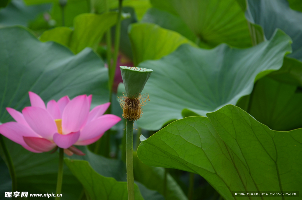 荷花