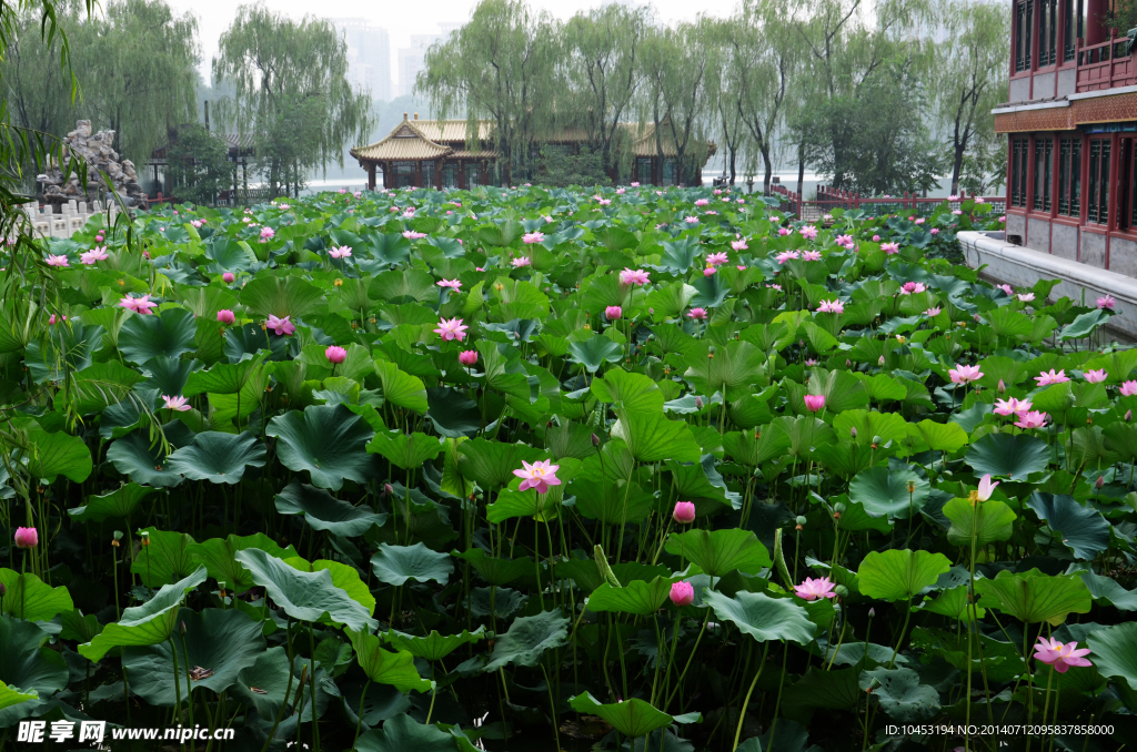 荷花池