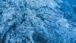西岭雪山
