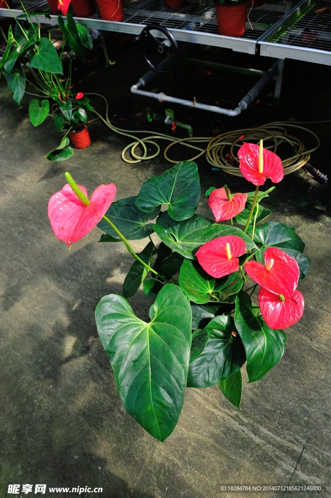 红掌花卉
