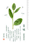 武夷岩茶-金钱