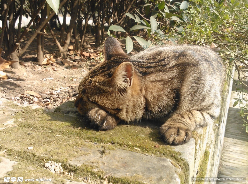 小猫