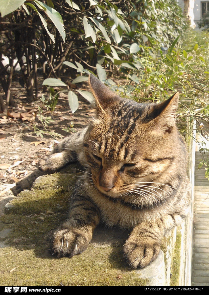 小猫