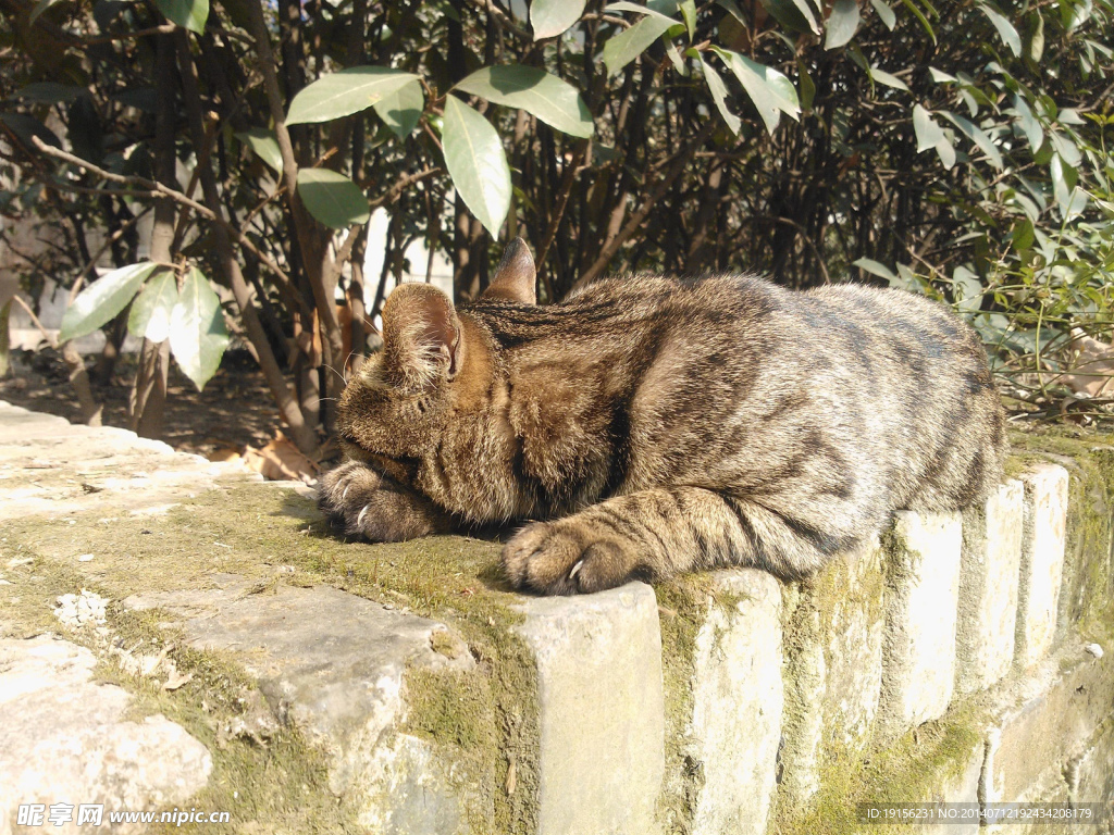 小猫